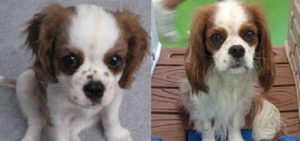 Wags Client Dogs - Before and After