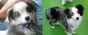 Wags Client Dogs - Before and After