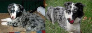 Wags Client Dogs - Before and After