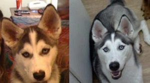 Wags Client Dogs - Before and After