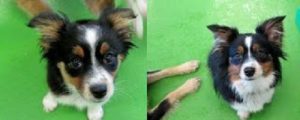 Wags Client Dogs - Before and After