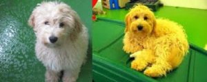 Wags Client Dogs - Before and After