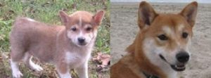 Wags Client Dogs - Before and After