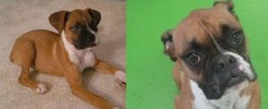 Wags Client Dogs - Before and After