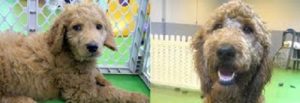 Wags Client Dogs - Before and After