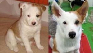 Wags Client Dogs - Before and After