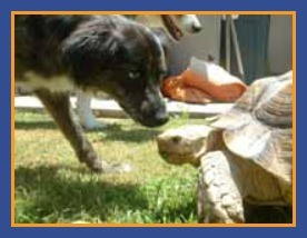 Sulcata Tortoise