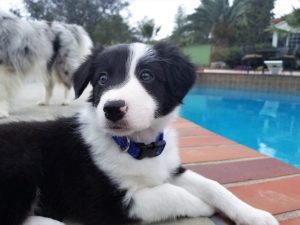 Wags & Wiggles | New Puppy
