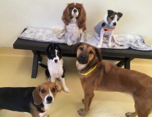 Wags & Wiggles | Dog Daycare