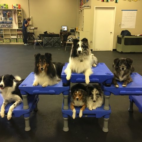 wags wiggles tustin daycare