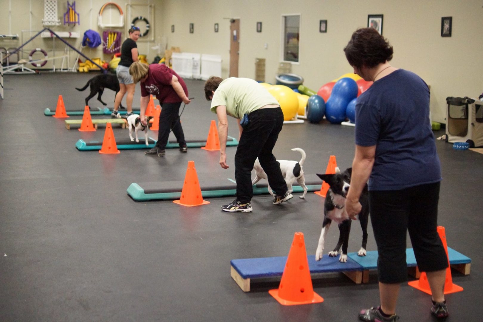 Sport Dog Training at Wags and Wiggles