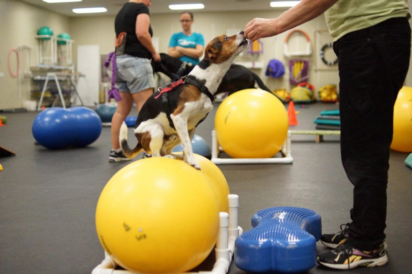 Orange County Dog Training, Daycare, & Boarding Wags & Wiggles