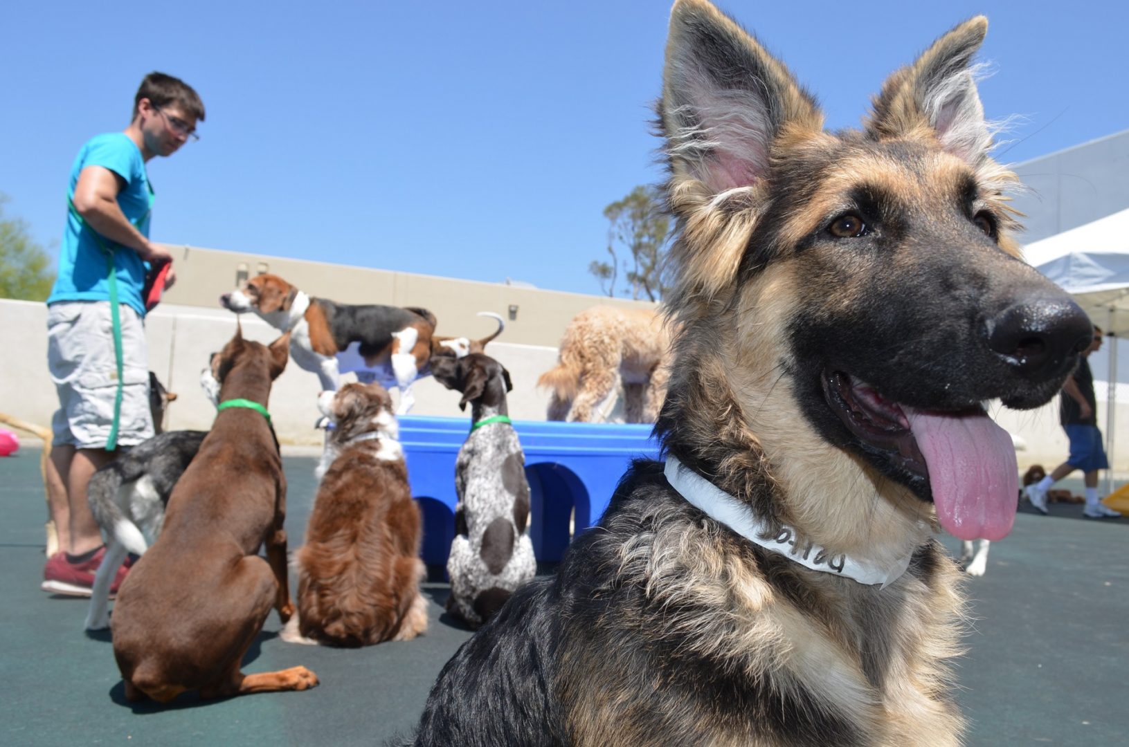 blue collar doggie daycare