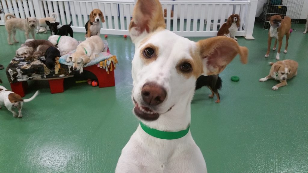 dog daycare with cameras