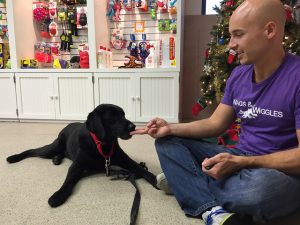 dog boarding and training - Board & Train Programs at Wags & Wiggles