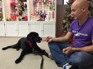 Dog Board And Train Programs Wags Wiggles Dog Daycare