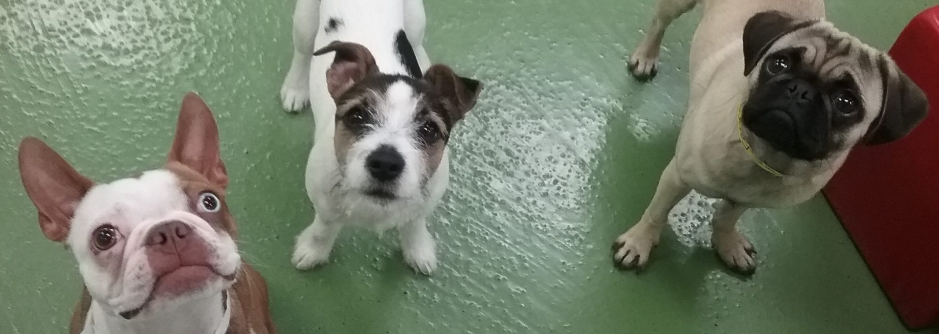 Dog Daycare, Boarding, & Training of Orange County Wags & Wiggles