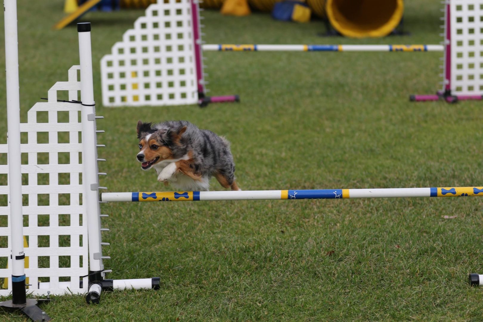 Agility Training Programs | Wags & Wiggles Dog Daycare