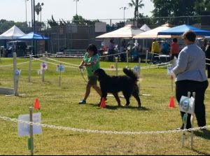 Rally Obedience Training