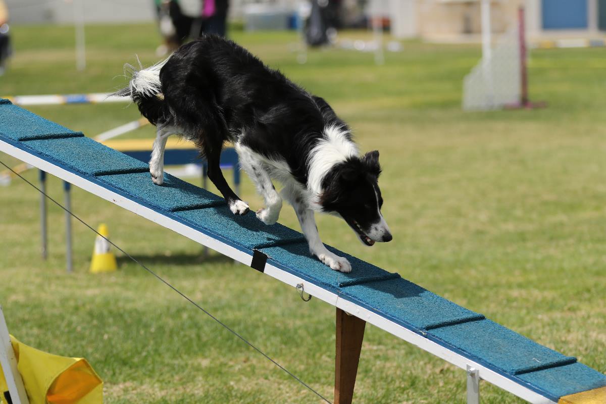 Agility Training Programs | Wags & Wiggles Dog Daycare