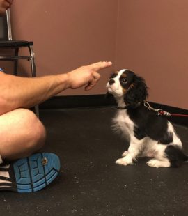 Wags & Wiggles RSM & Tustin - Basic Dog Training