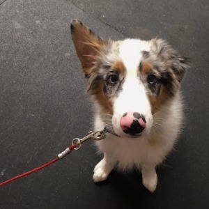 puppy tie