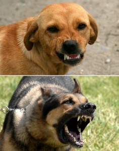 Wags & Wiggles | Aggressive Dogs