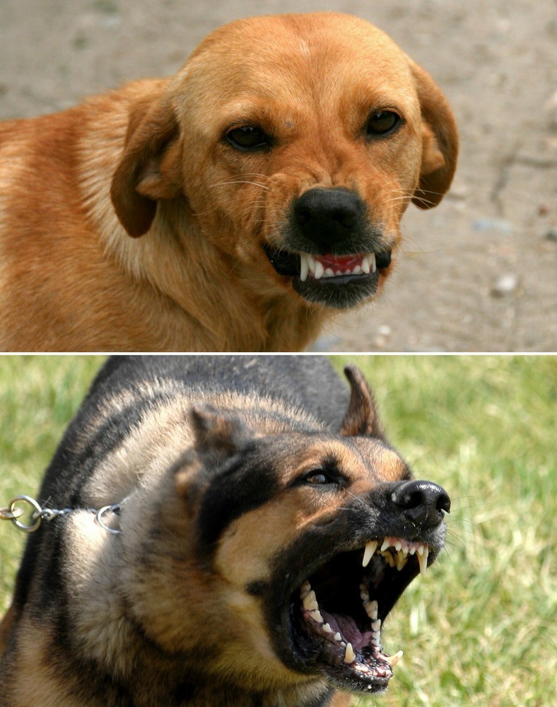 wagswigglesrsmtustindogbodylanguage Wags & Wiggles