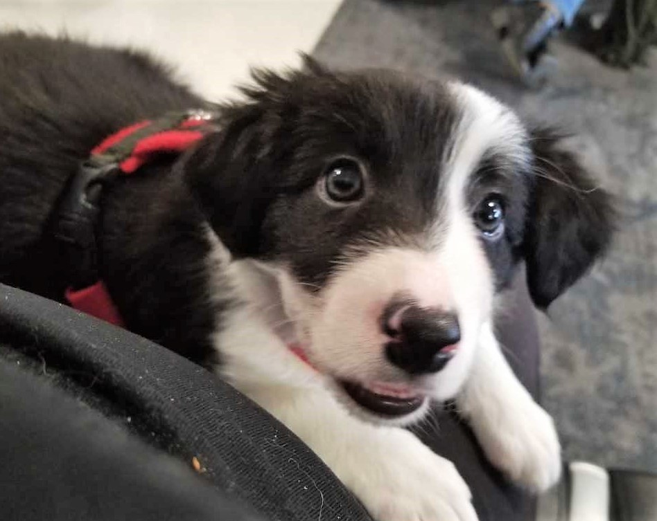 6 Things You Need to Know When Picking Your New Puppy's Breeder