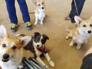 Wags & Wiggles | Puppy Socialization