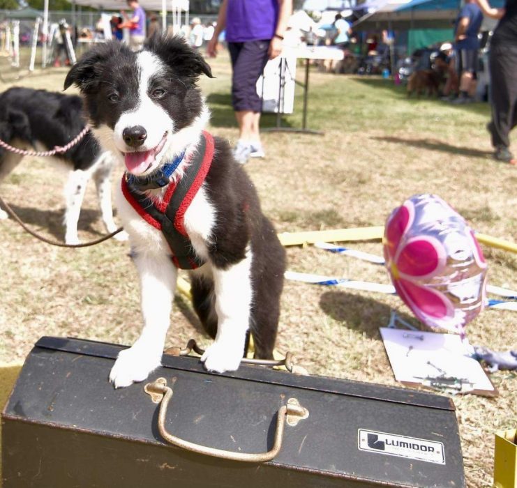 New Puppy Series: Your Puppy's First 5 Training Cues