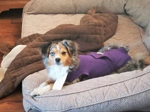 Wags & Wiggles | Fiesta Gets Spayed