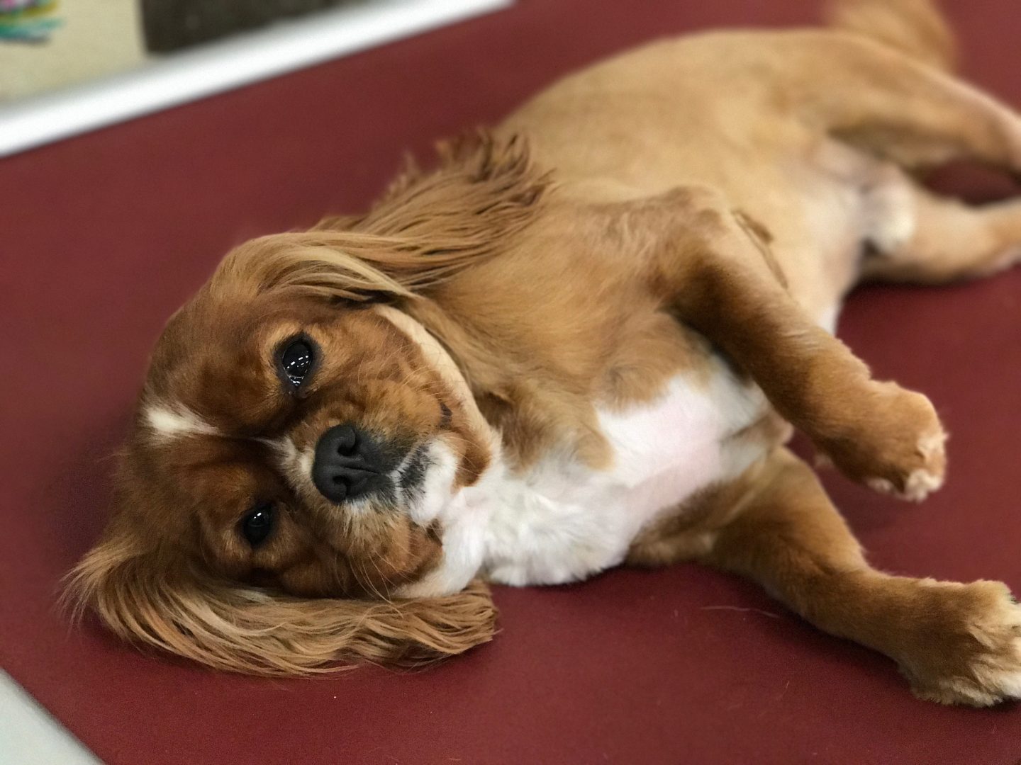 Cavalier King Charles - Naptime at Wags & Wiggles in Orange County, CA