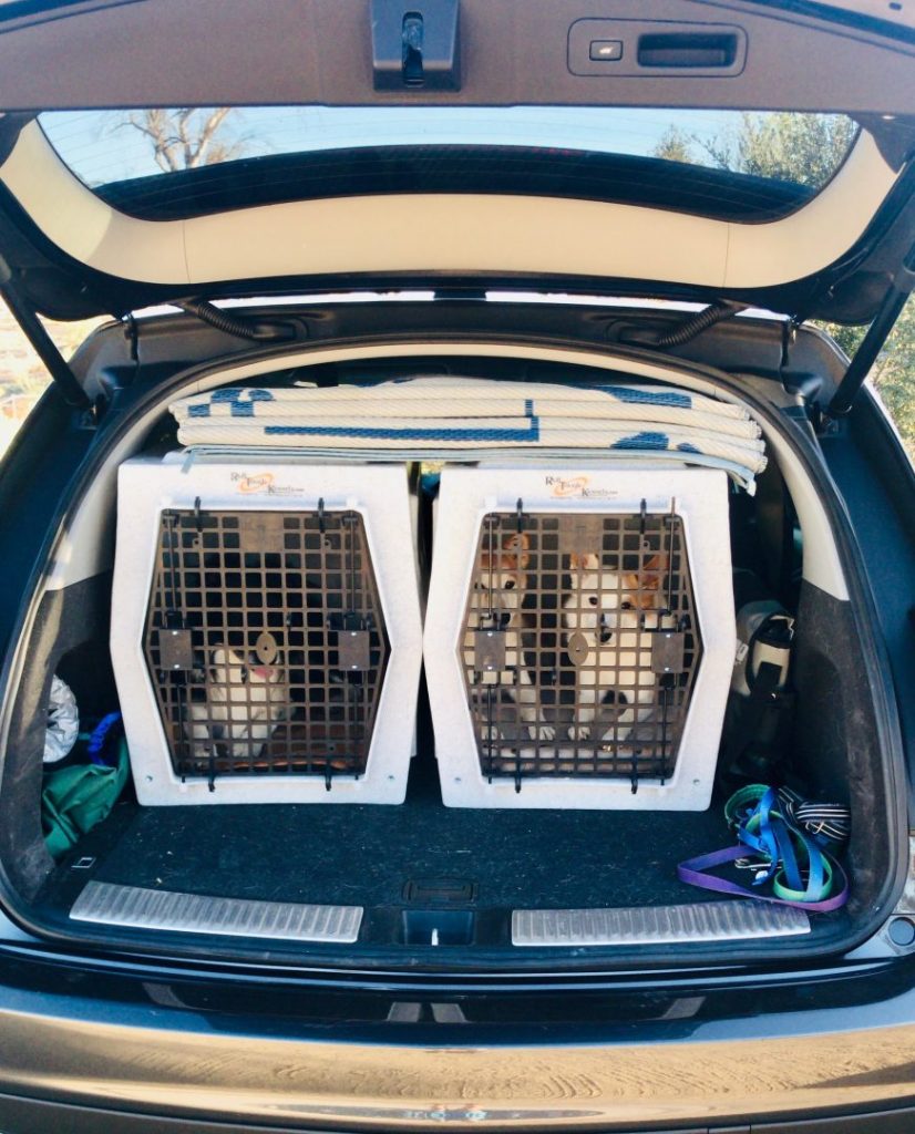 Wags & Wiggles | Keeping Your Dog Safe in the Car