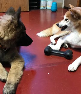 Wags & Wiggles | A Shiba Resource Guarding a Toy