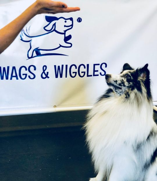 Blog Wags and Wiggles Dog Daycare, Boarding, and Training