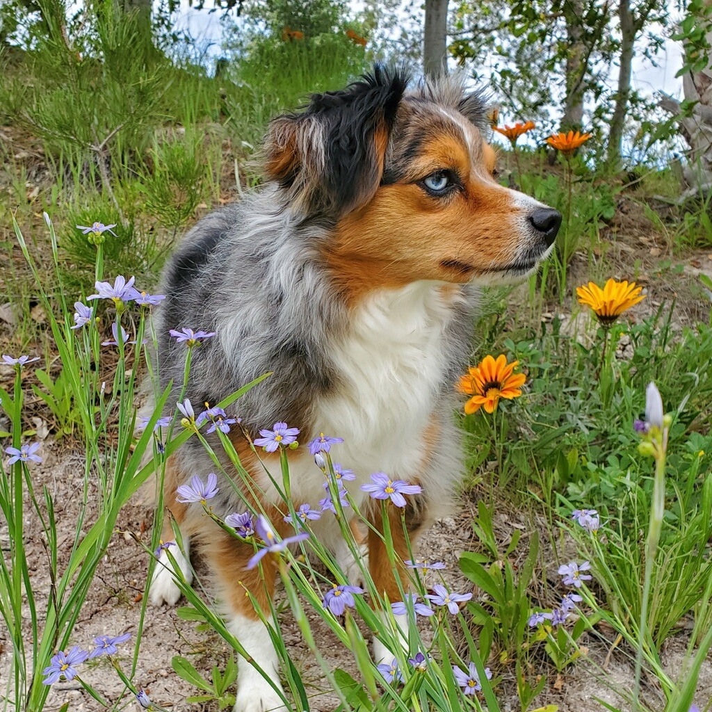 target dog breed