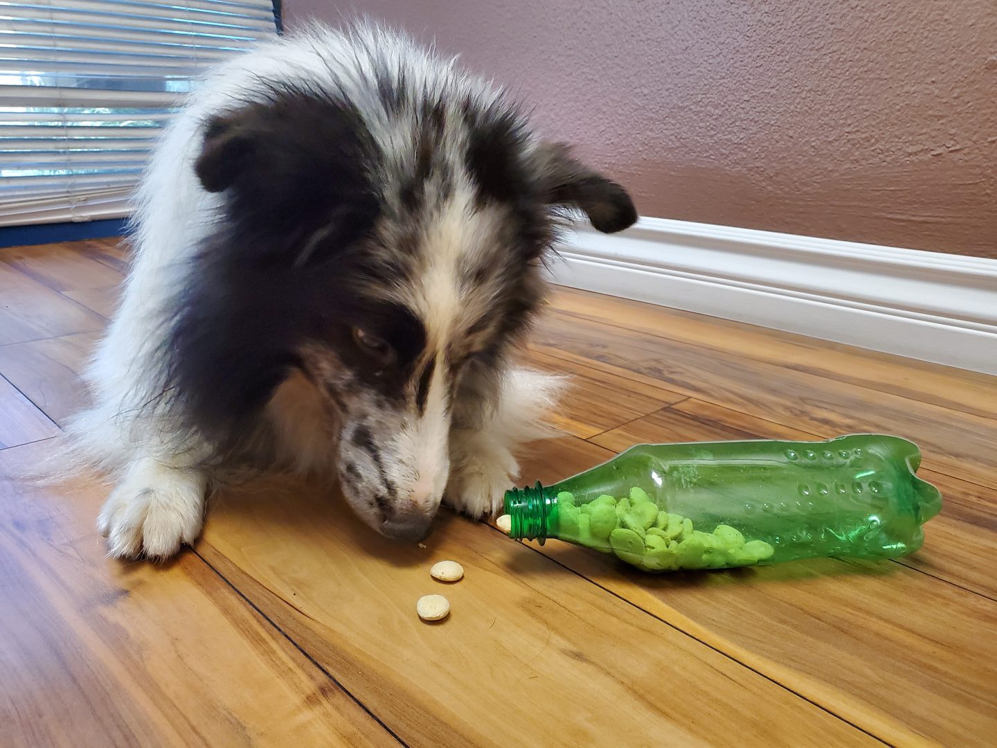 Free Canine Enrichment