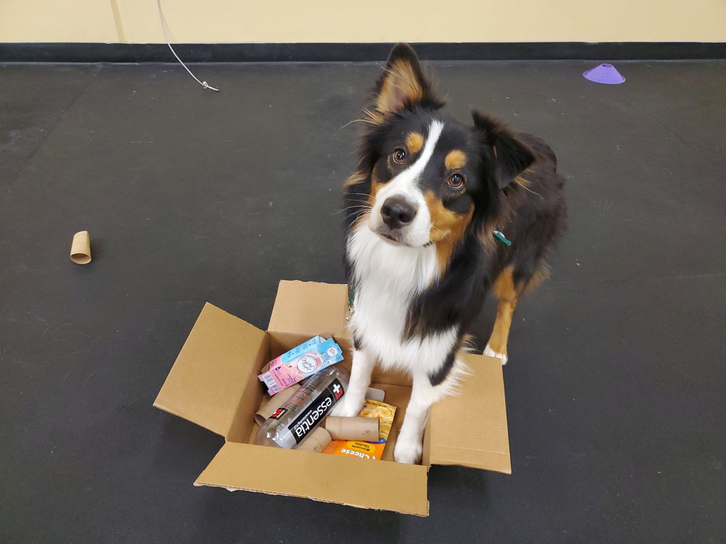 DIY Busy Box: An Easy-To-Make Enrichment Dog Toy - Proud Dog Mom