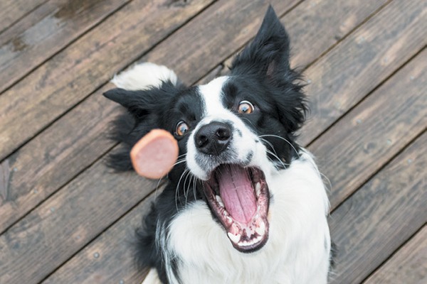 Free Canine Enrichment: Prep for 10 Day Challenge - Wags & Wiggles