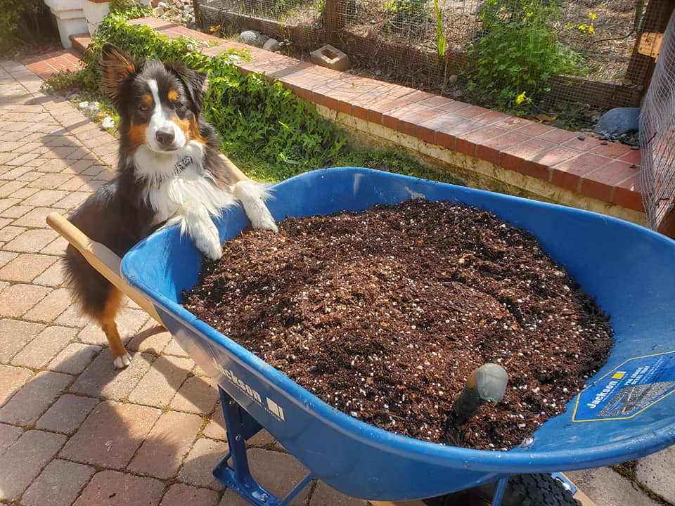 How to Keep Dogs Entertained While in Quarantine – In Pups We Trust