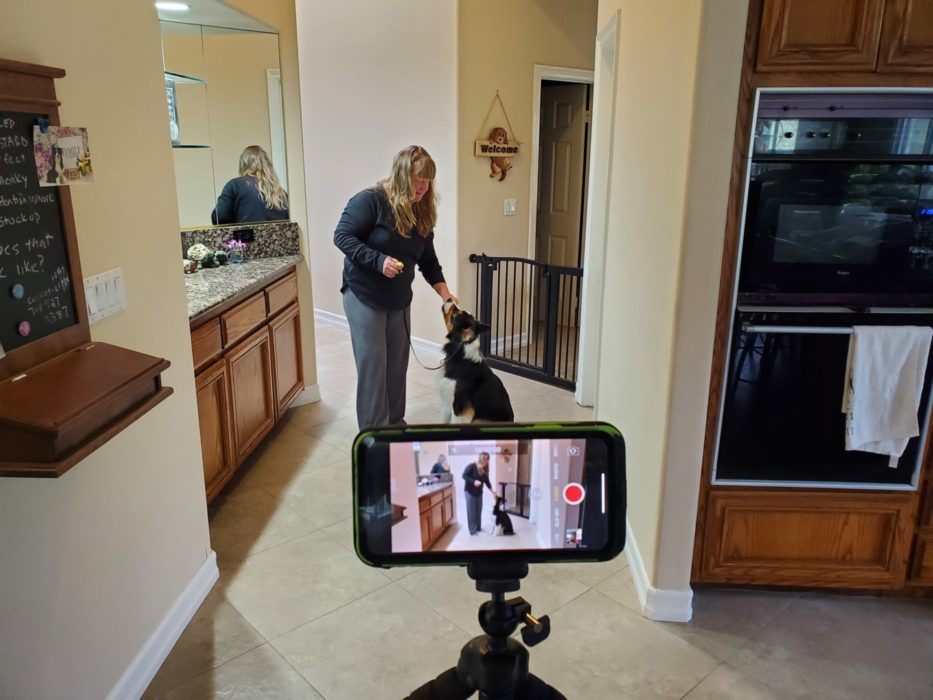 Private Dog Training Lessons at Home or Our Facility Wags & Wiggles