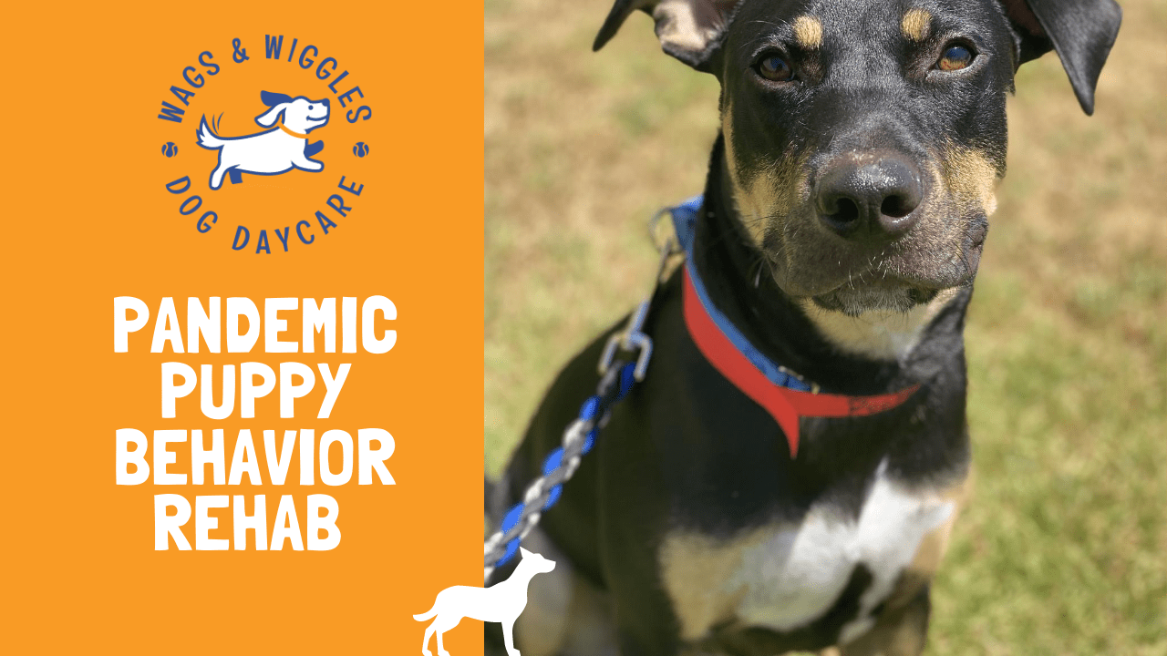 Pandemic Puppy Behavior Rehab Wags & Wiggles