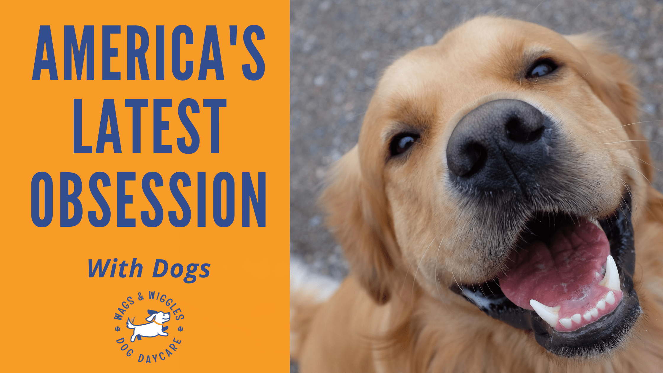 America's Obsession With Dogs Wags & Wiggles