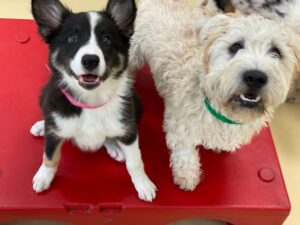 preparing puppy for first day dog daycare