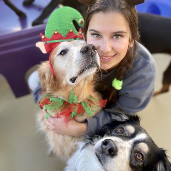 Orange County Dog Training, Daycare, & Boarding Wags & Wiggles