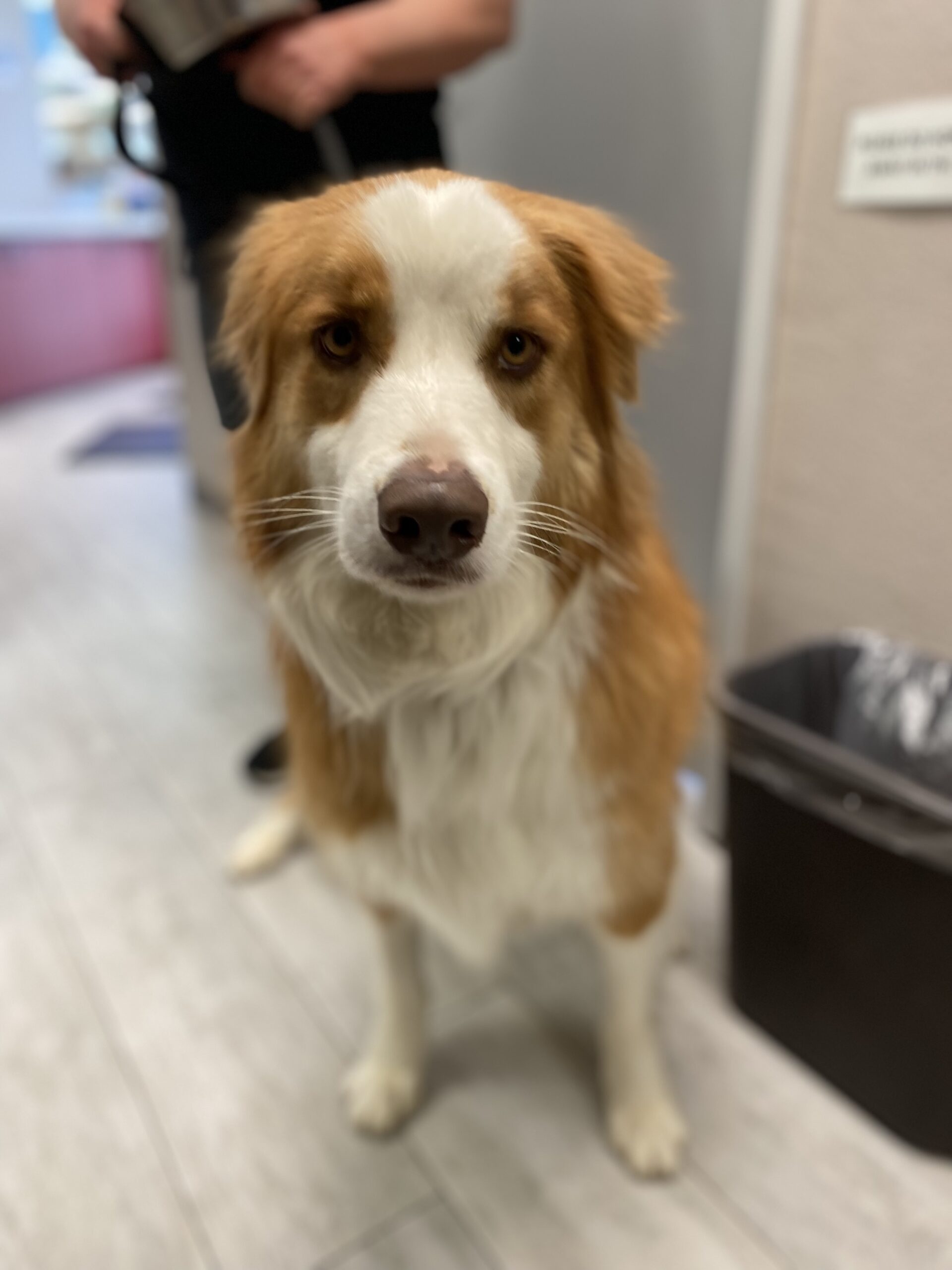 Breed Spotlight: Australian Shepherd - Animal Behavior College