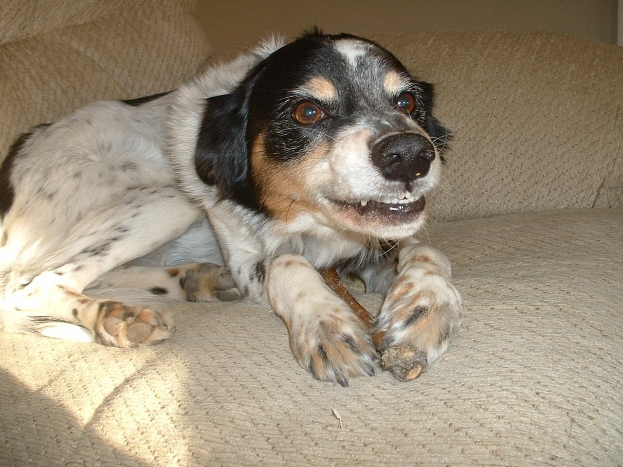 My Old Dog Just Stands And Stares at Me  