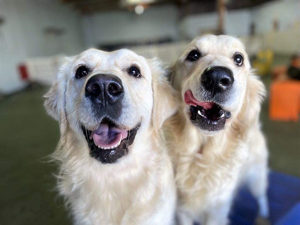 Discounts and Coupons Wags and Wiggles Doghouse Discounts