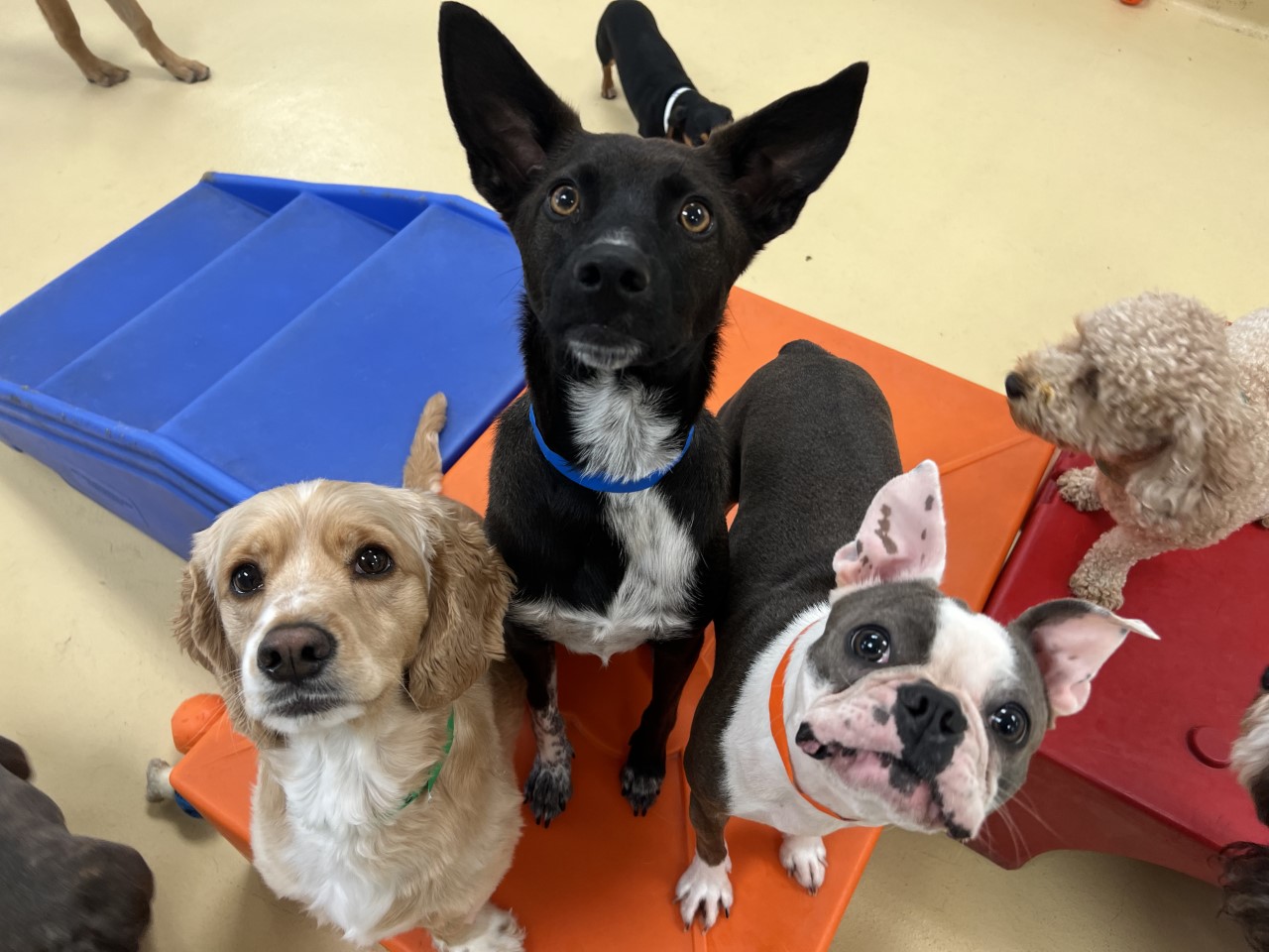 Set your dog up for success to attend daycare